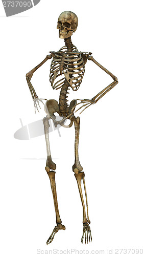 Image of Human Skeleton