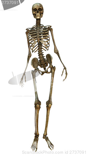 Image of Human Skeleton