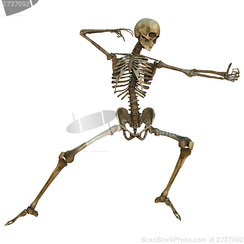 Image of Human Skeleton