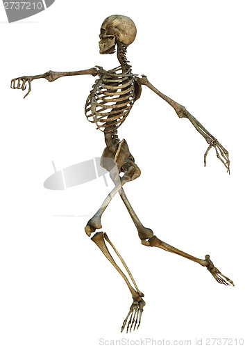 Image of Human Skeleton