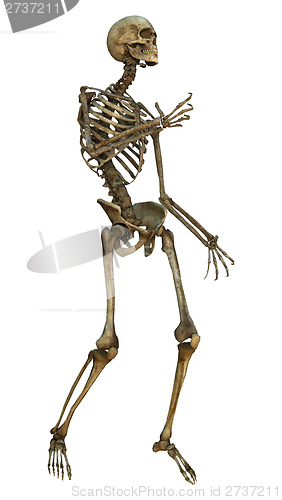Image of Human Skeleton
