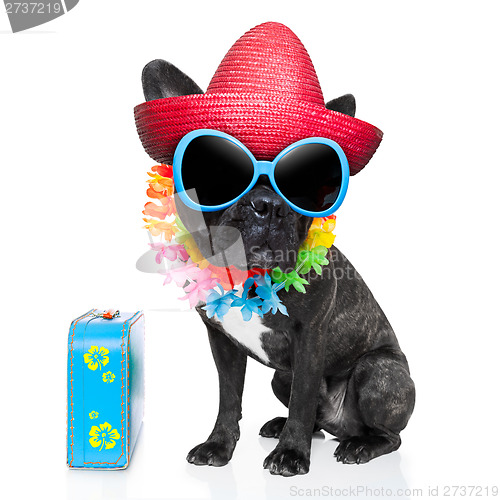 Image of holiday summer dog