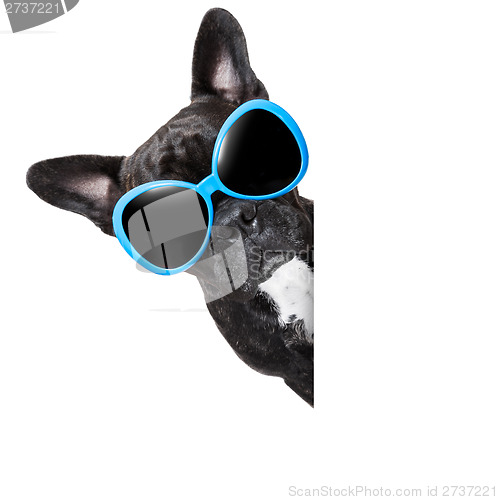 Image of cool dog