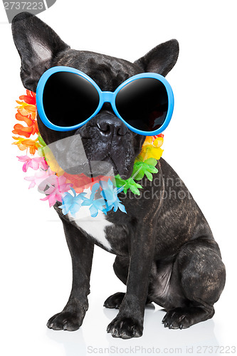 Image of holiday summer dog