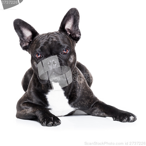 Image of french bulldog 