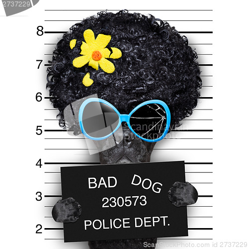 Image of wanted hippie dog