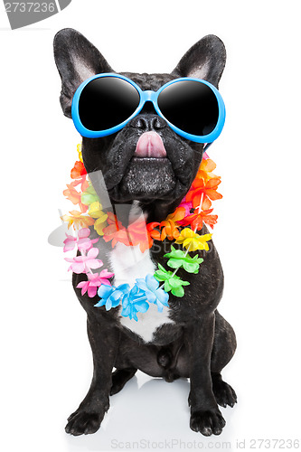 Image of holiday summer dog