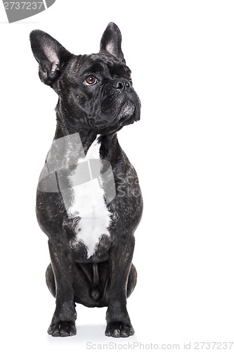 Image of french bulldog 