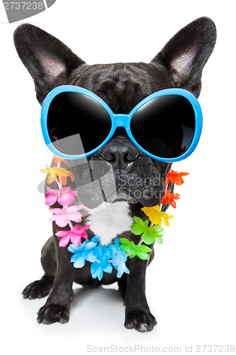 Image of holiday summer dog