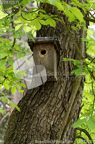 Image of Tree trunk