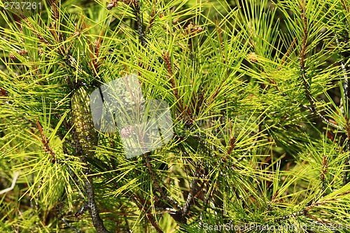 Image of Grean leaves
