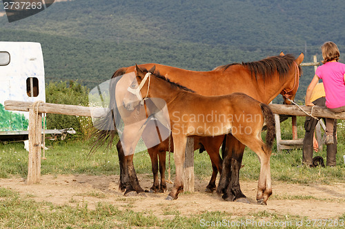 Image of Brown horse