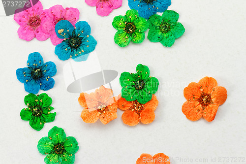 Image of Decorative montage compilation of colorful dried spring flowers
