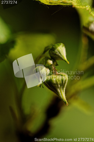 Image of Raspberry