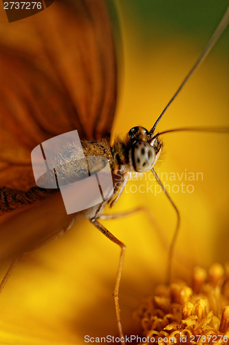 Image of Orange butterfly