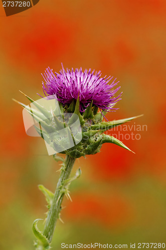 Image of Thistle