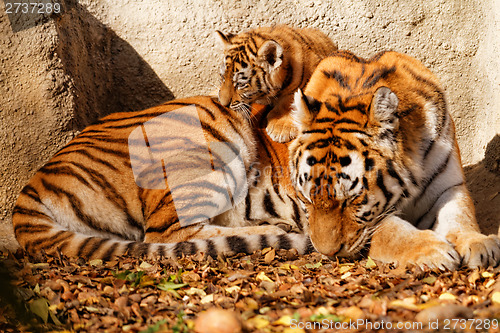 Image of Tiger mum