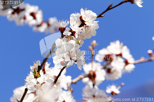 Image of Blossom