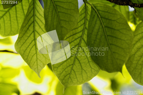 Image of Green leaves