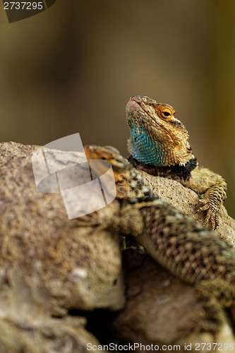 Image of Desert spiny lizards