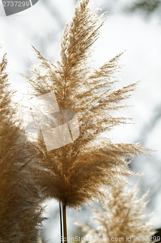 Image of Flowering grass