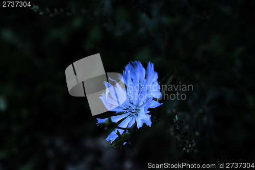 Image of Knapweed