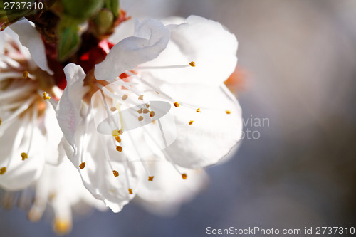 Image of Blossom