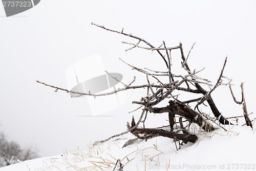 Image of White winter