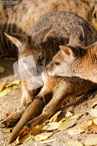 Image of Kangaroo