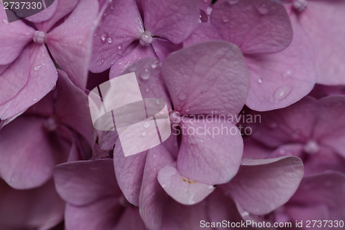 Image of Pink lilac