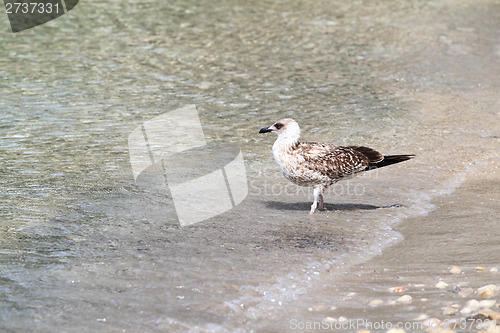 Image of Seagull