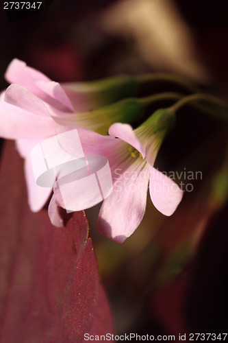 Image of Pink flower