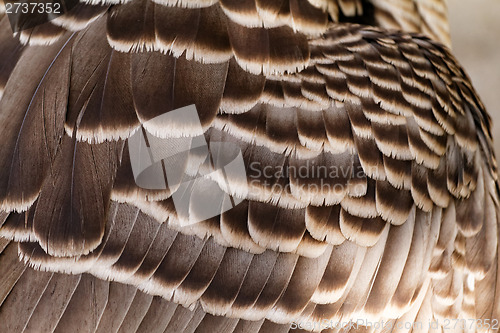 Image of Feathers
