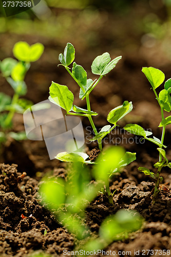 Image of Pea plants