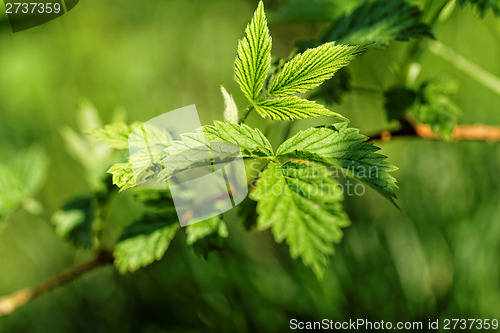 Image of Hairy leaves