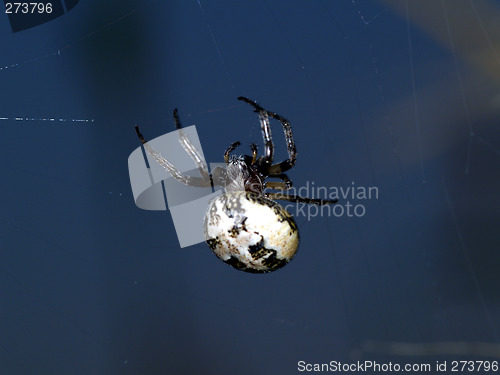 Image of spider