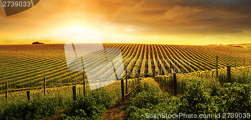 Image of Stunning Vineyard Sunset