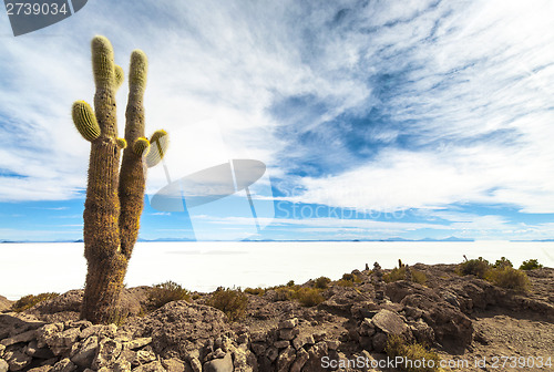 Image of Cactus in Salar de Uyuni