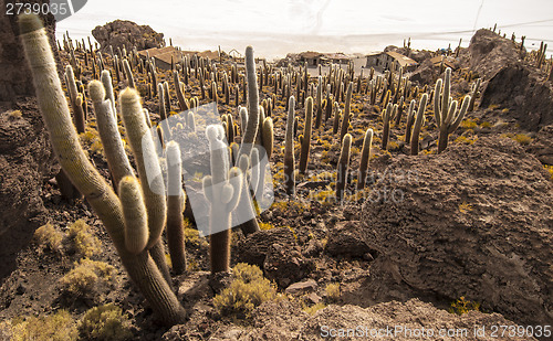 Image of Cacti in Salar de Uyuni