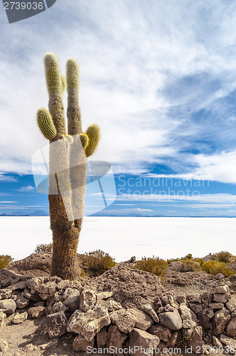 Image of Cactus in Salar de Uyuni