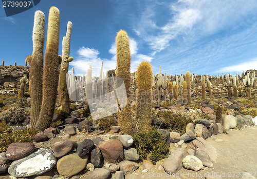 Image of Group of Cacti in Bolvia