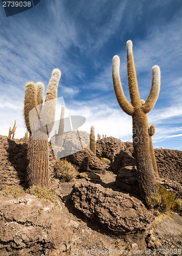 Image of Cactus in Salar de Uyuni