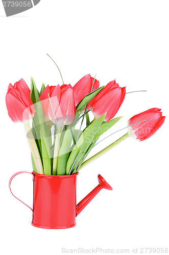 Image of Spring Tulips