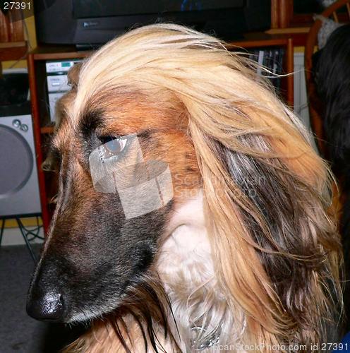 Image of Afghan Hound, looking a bit sad.