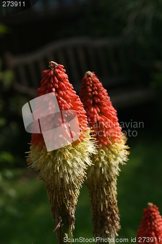 Image of kniphofia the red hot poker plant