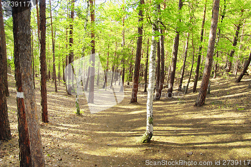 Image of pine forest