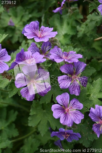 Image of geranium cranesbill called gravetye