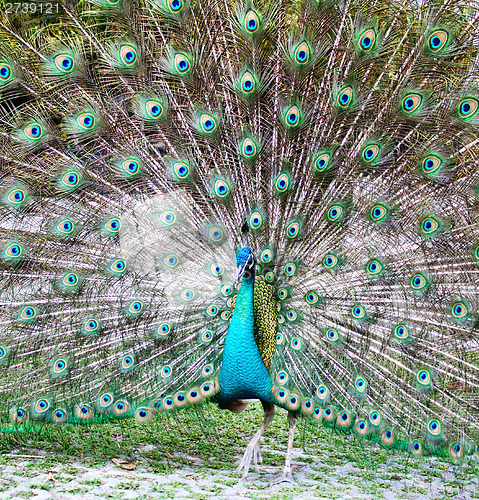 Image of peacock