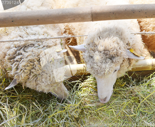 Image of sheeps