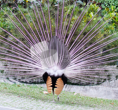 Image of peacock back